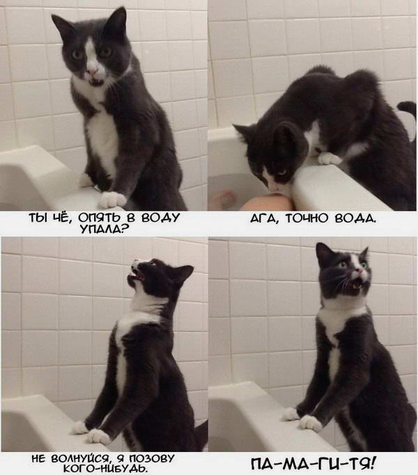 Кот и вода