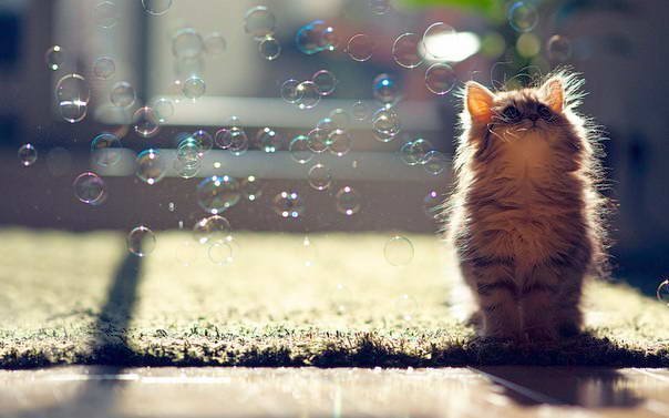 котенок и пузырьки