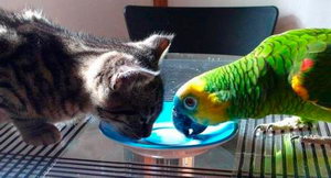 Кошка и попугай