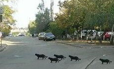 5 черных кошек