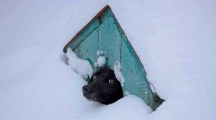 Пса замело снегом в будке