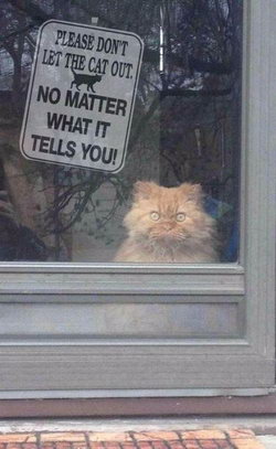 Пожалуйста, не выпускайте кота. Что бы он вам ни говорил!