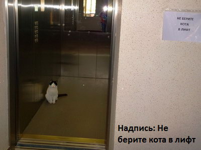 Не берите кота в лифт