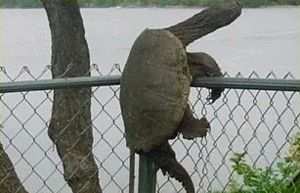 Черепаха на заборе