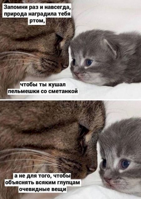 Кушать пельмешки