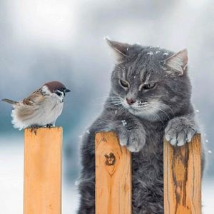 ��� � �������